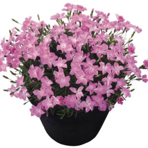 Kahori Pink Dianthus